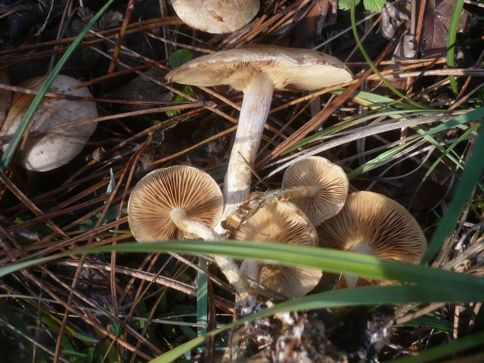 Pholiota gummosa image