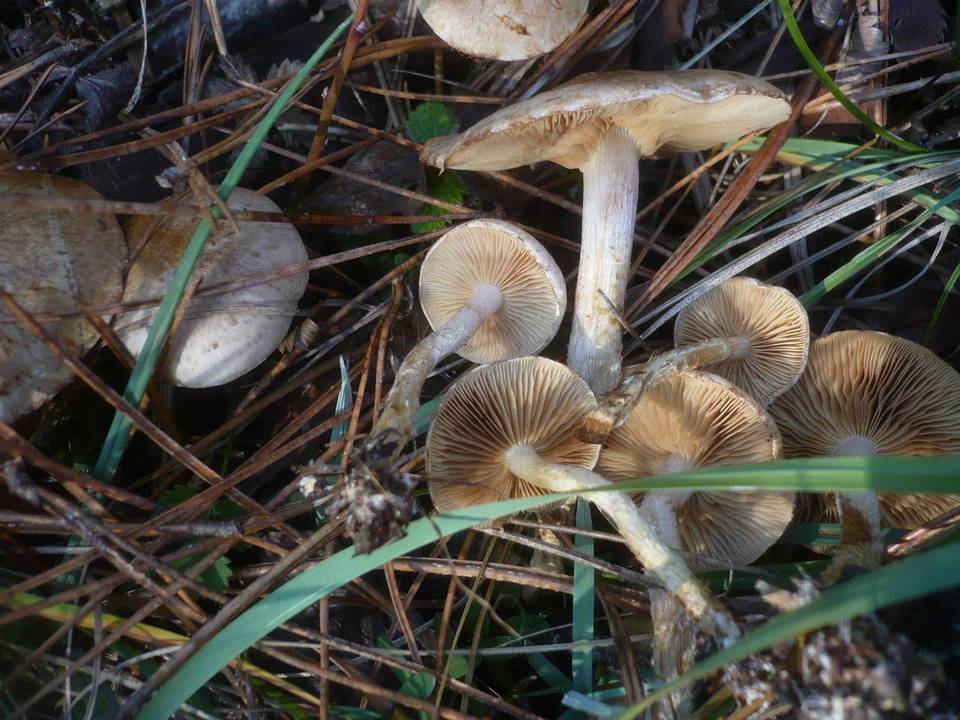 Pholiota gummosa image