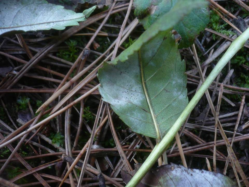 Phyllactinia fraxini image