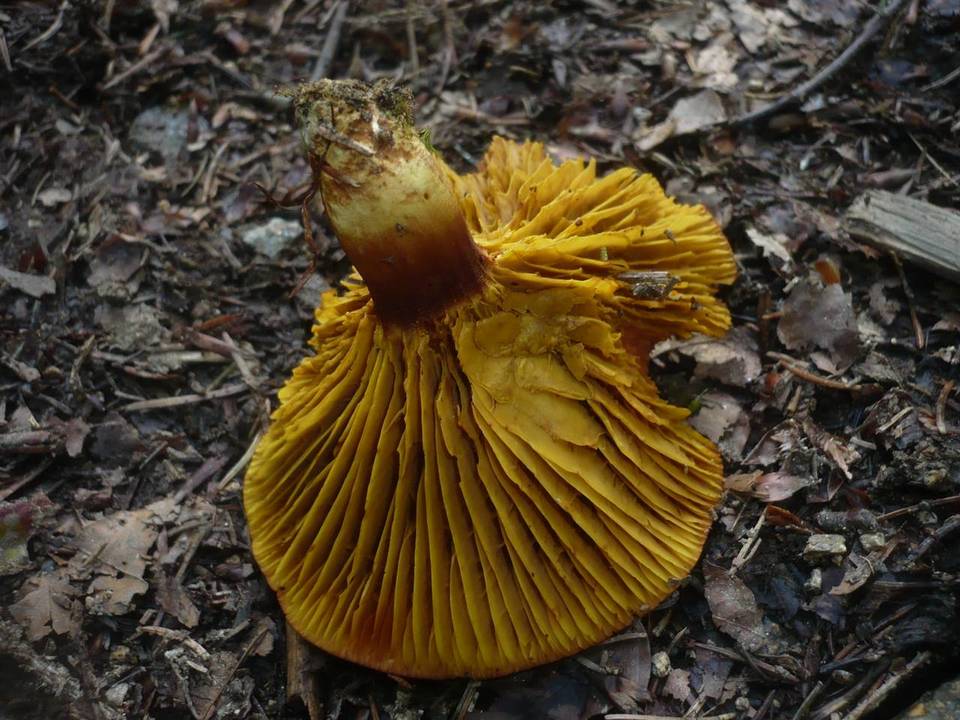 Phylloporus pelletieri image