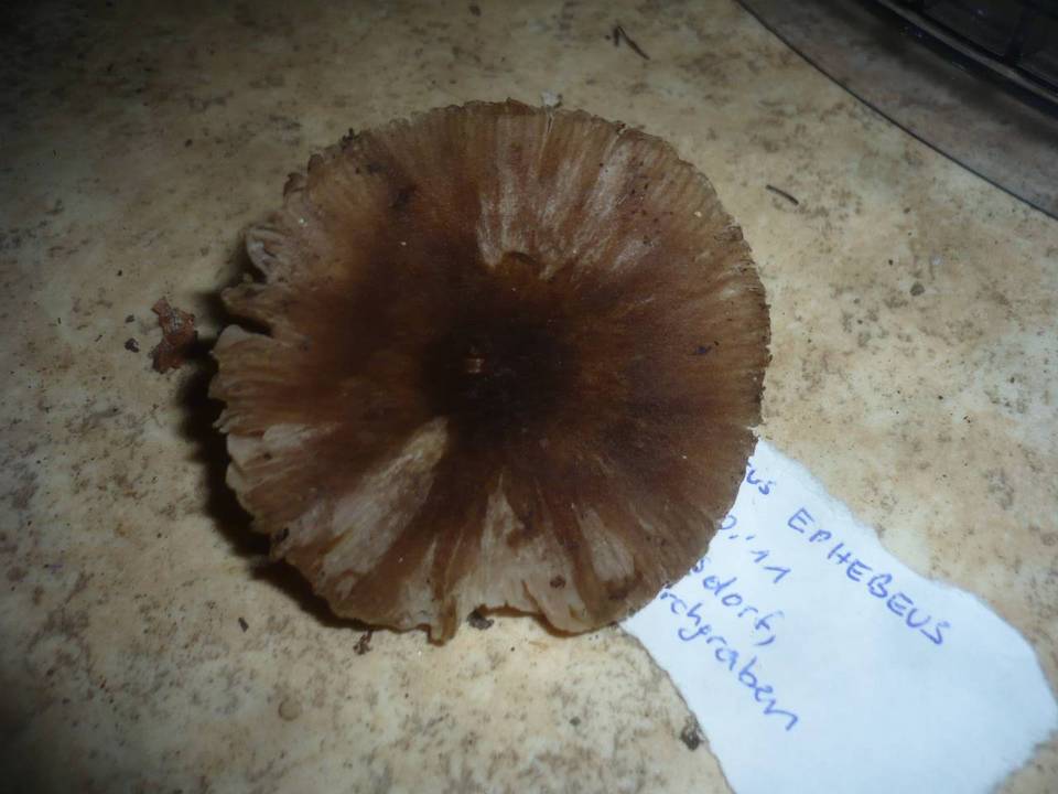 Pluteus ephebeus image