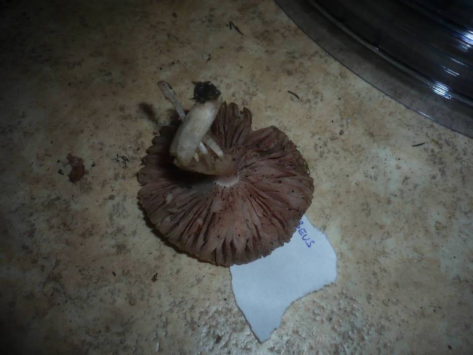 Pluteus ephebeus image