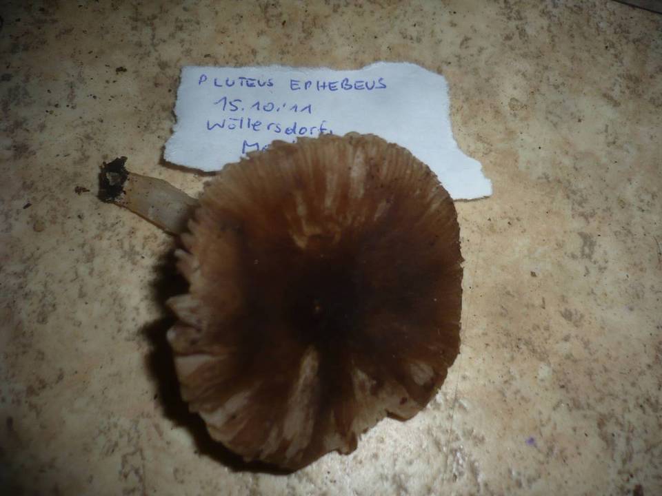 Pluteus ephebeus image