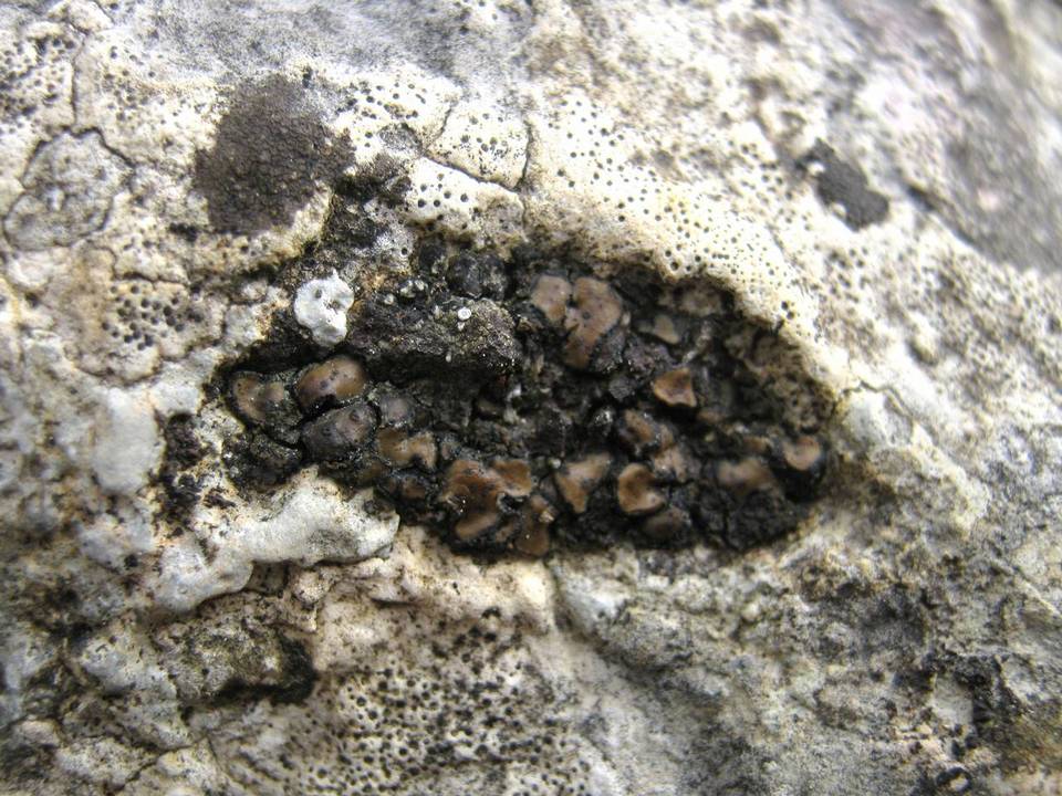 Catapyrenium boccanum image