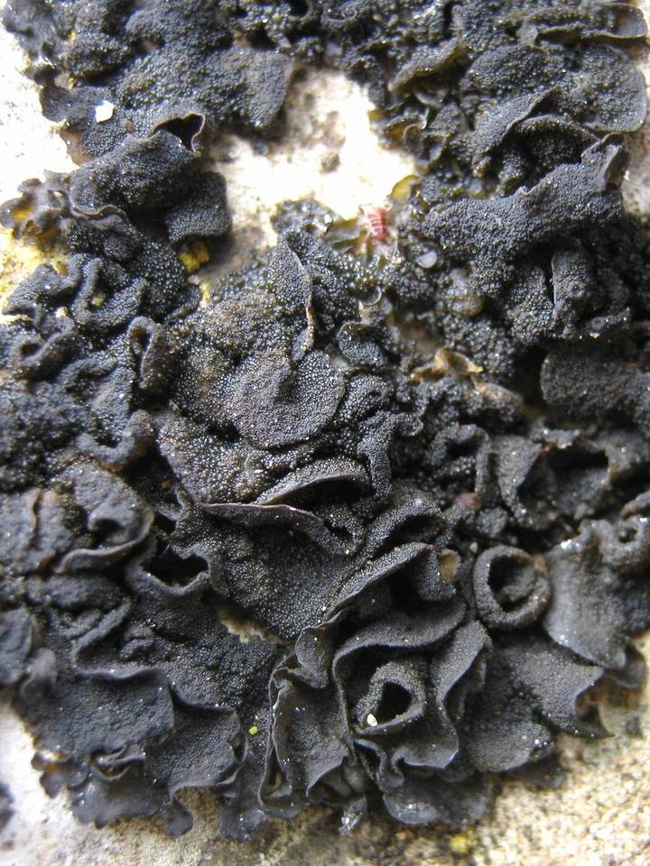Collema fuscovirens image