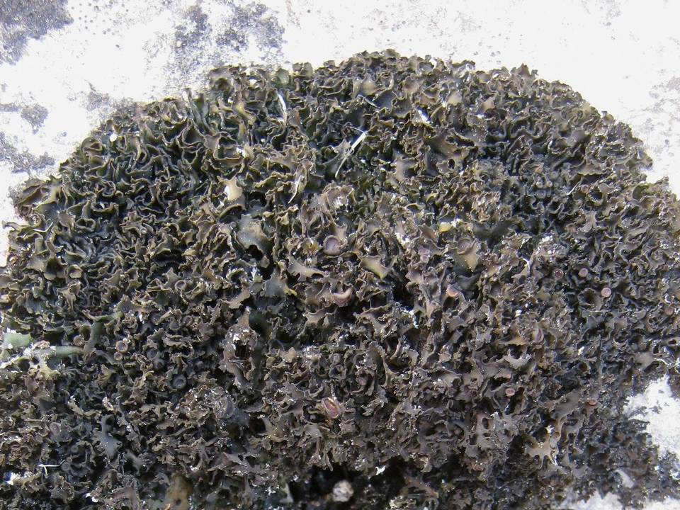 Lathagrium cristatum image