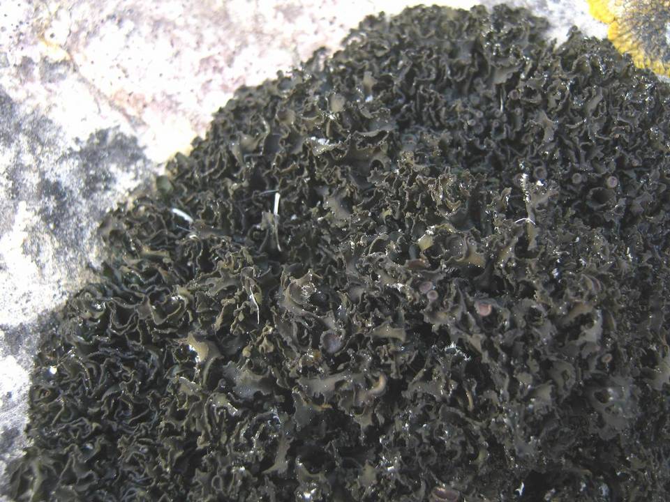 Lathagrium image