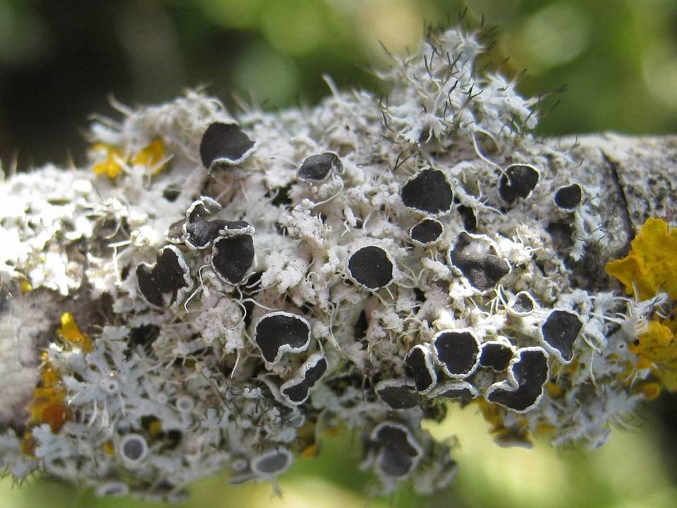 Physcia leptalea image