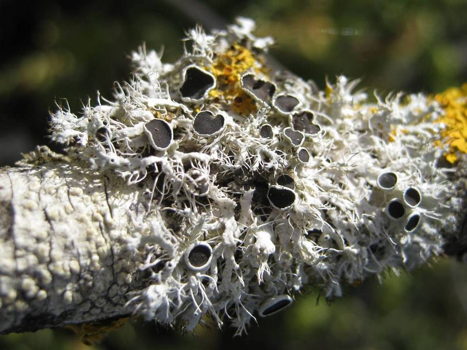 Physcia leptalea image