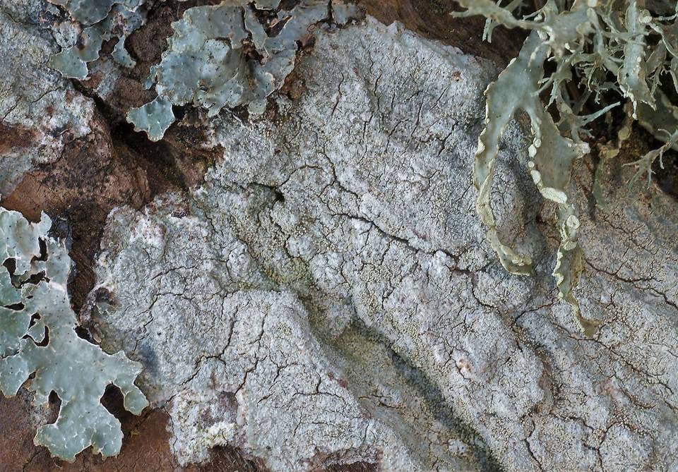 Pertusaria coccodes image