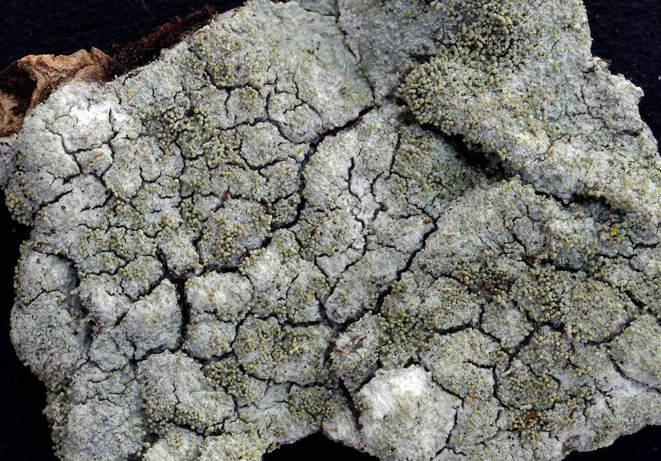 Pertusaria coccodes image