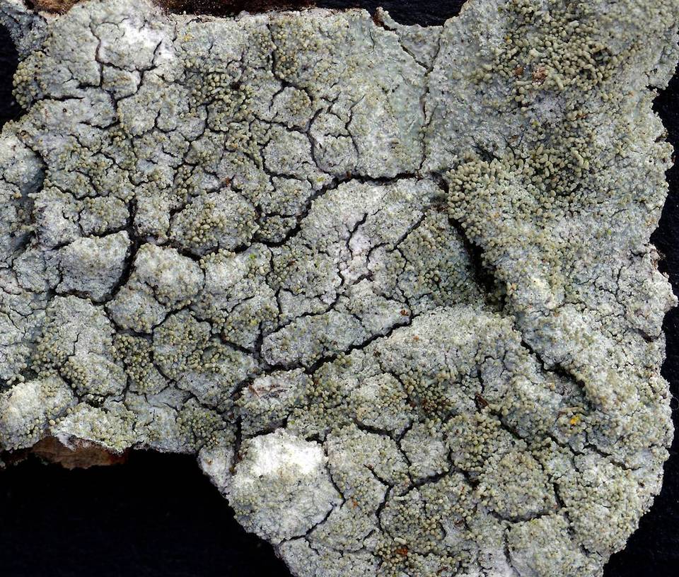 Pertusaria coccodes image