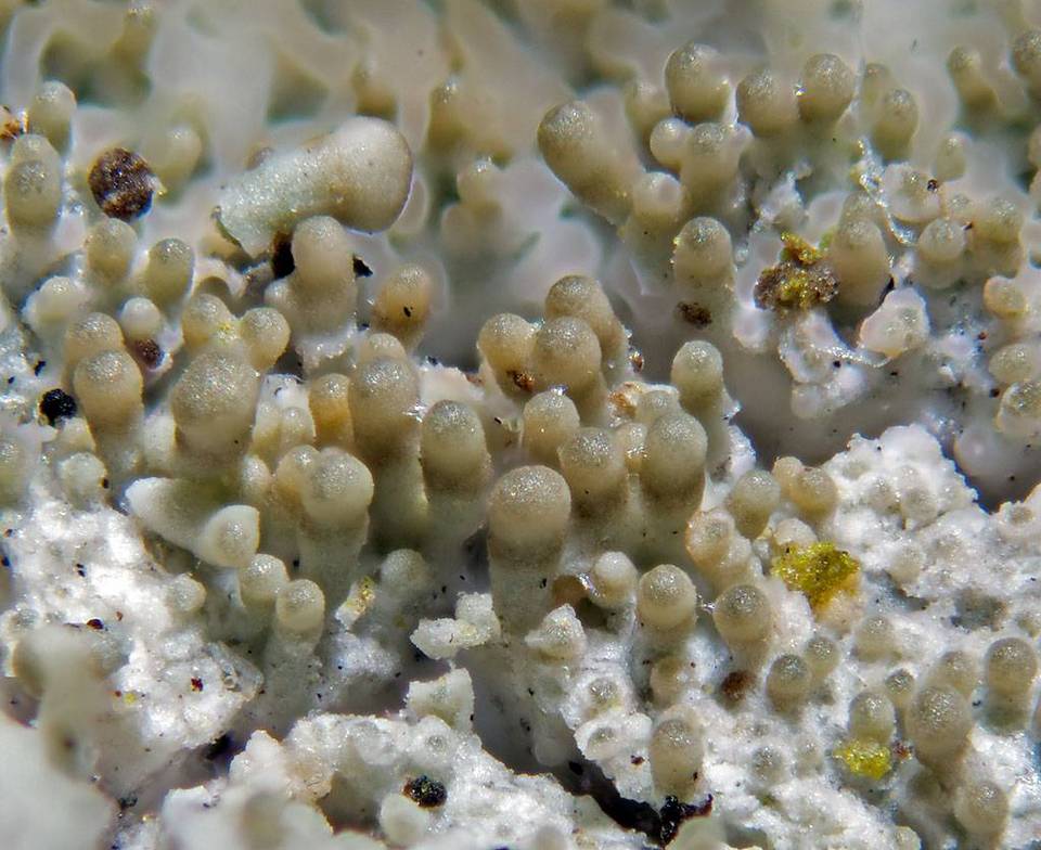 Pertusaria coccodes image
