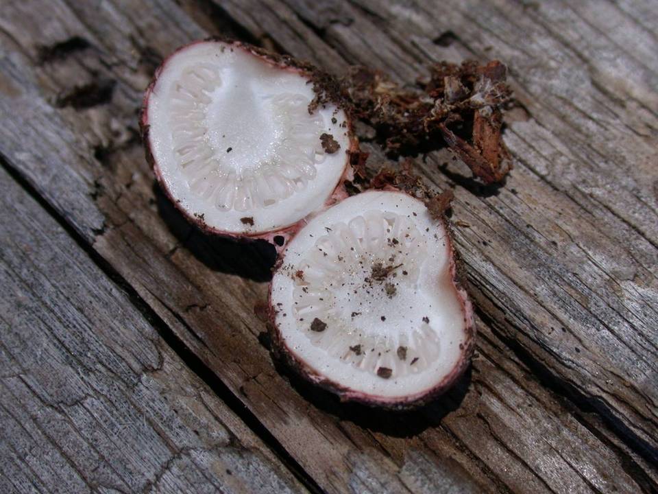 Schenella pityophila image