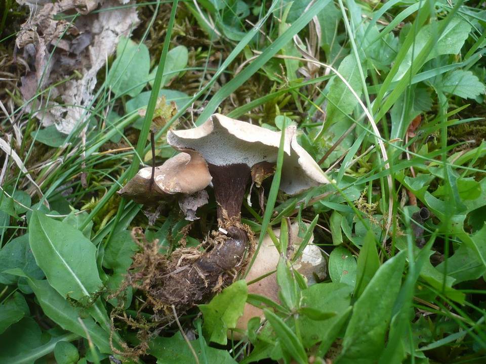 Polyporus melanopus image