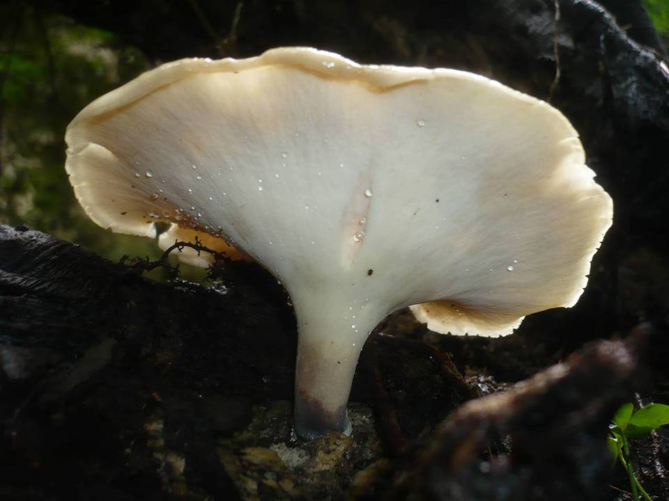 Polyporus guianensis image