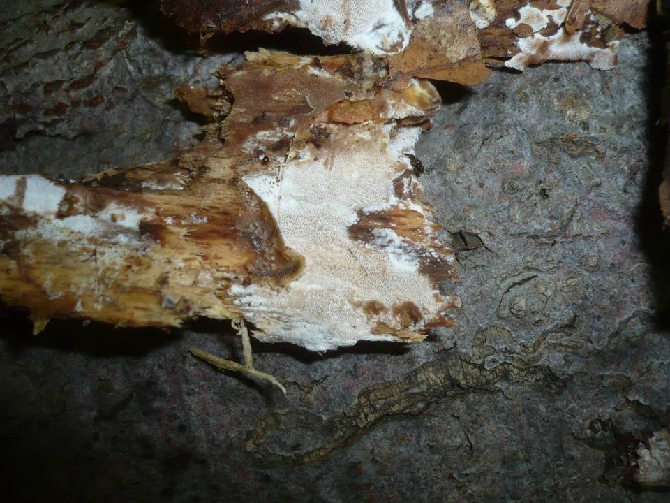Protomerulius caryae image