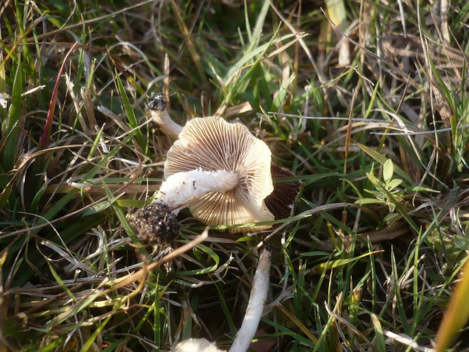Psathyrella panaeoloides image