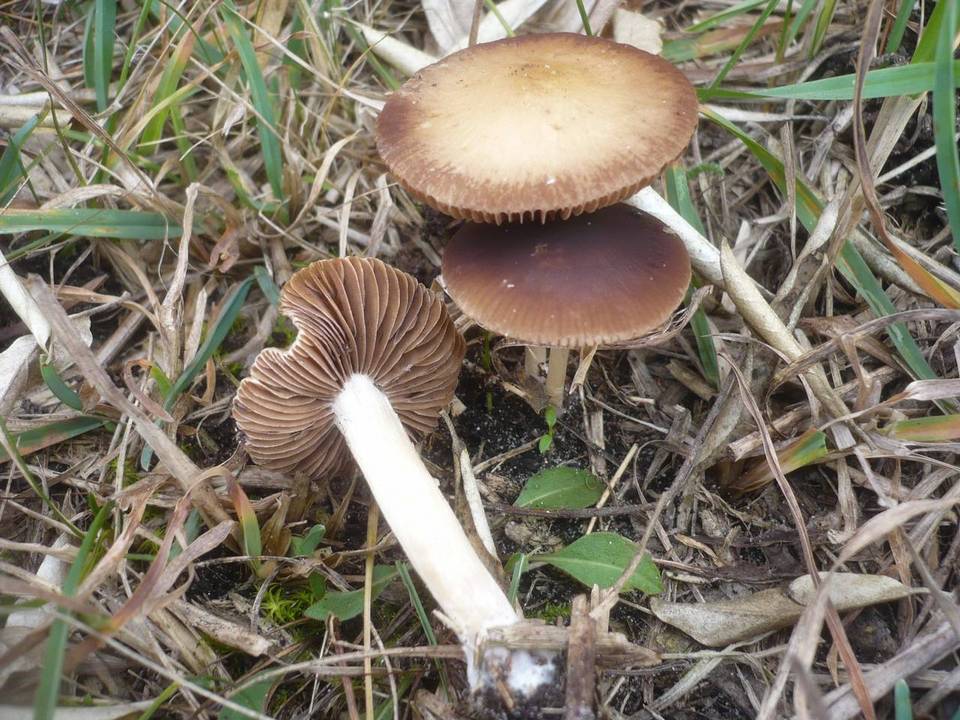 Psathyrella pseudocorrugis image