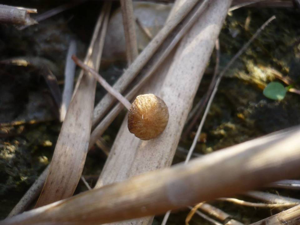 Psathyrella typhae image