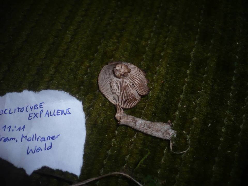 Pseudoclitocybe expallens image