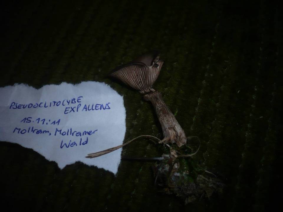 Pseudoclitocybe expallens image