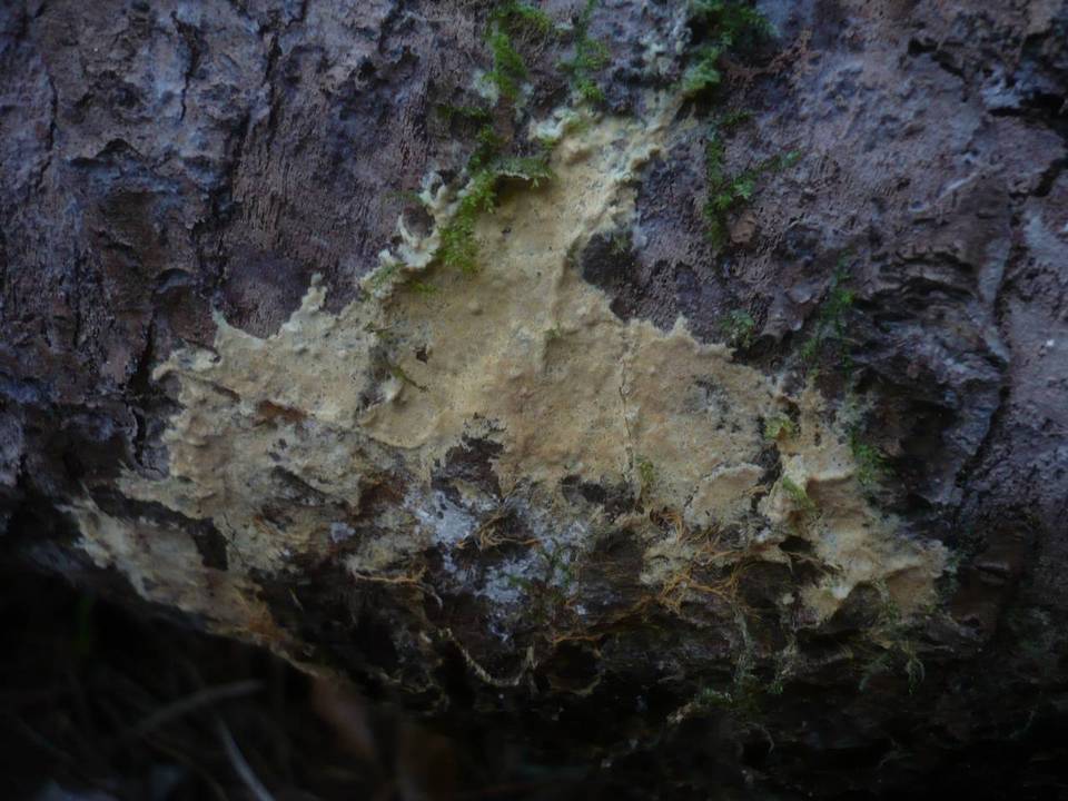 Amphinema byssoides image