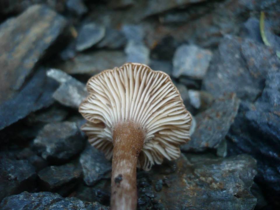 Pseudoomphalina compressipes image