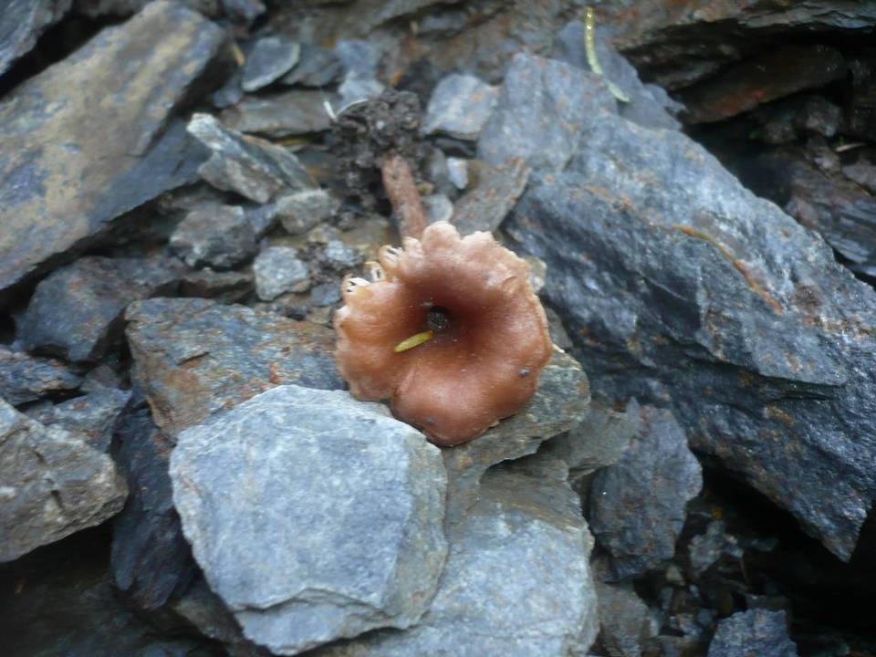 Pseudoomphalina compressipes image