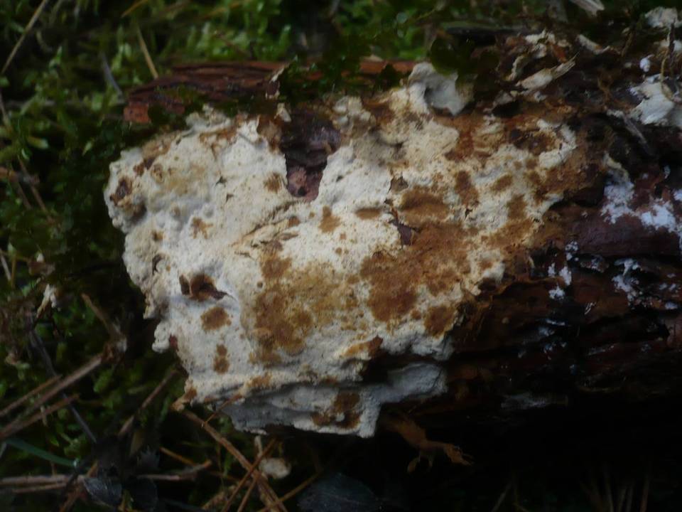 Pseudotomentella mucidula image