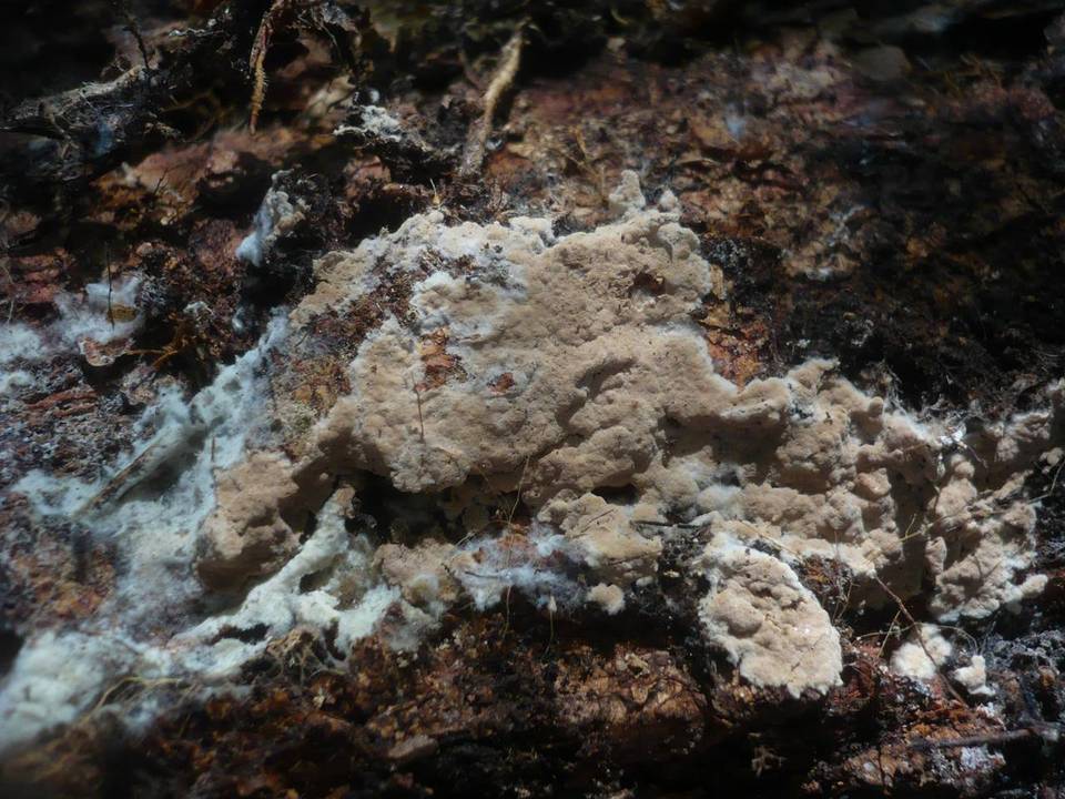 Pseudotomentella mucidula image