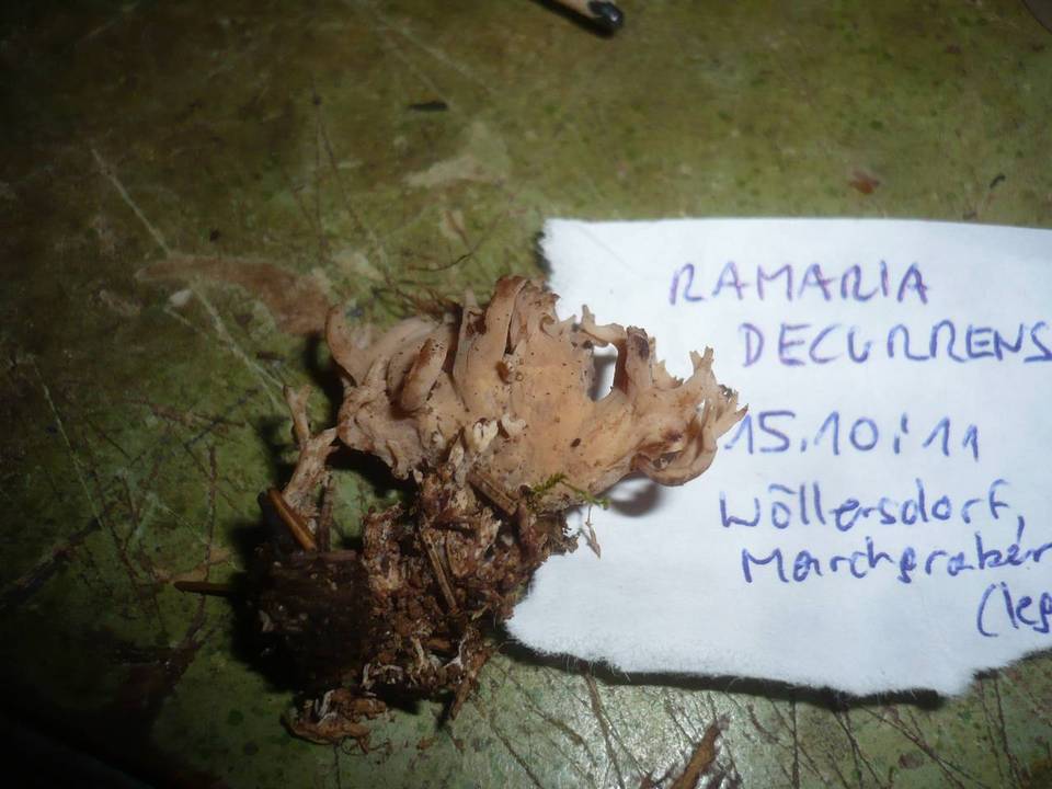 Ramaria decurrens image