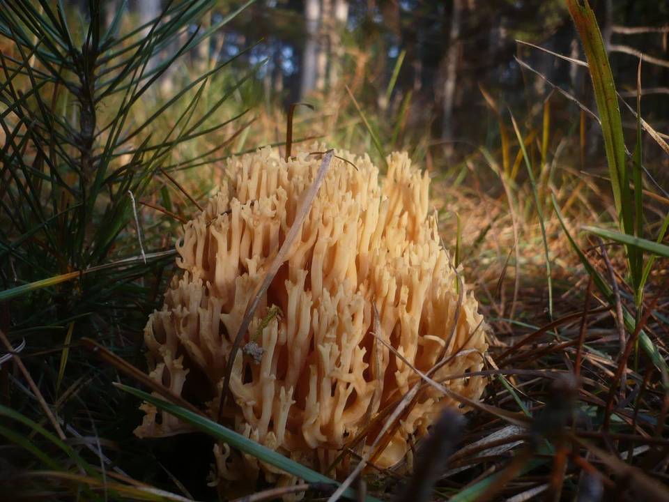Ramaria flavobrunnescens var. aurea image