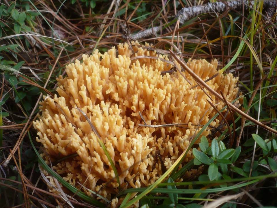 Ramaria flavobrunnescens var. aurea image
