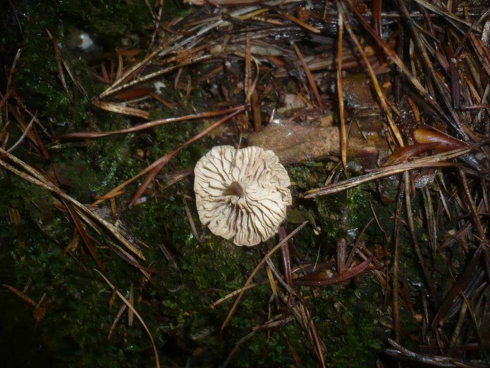 Rhodocybe parilis image
