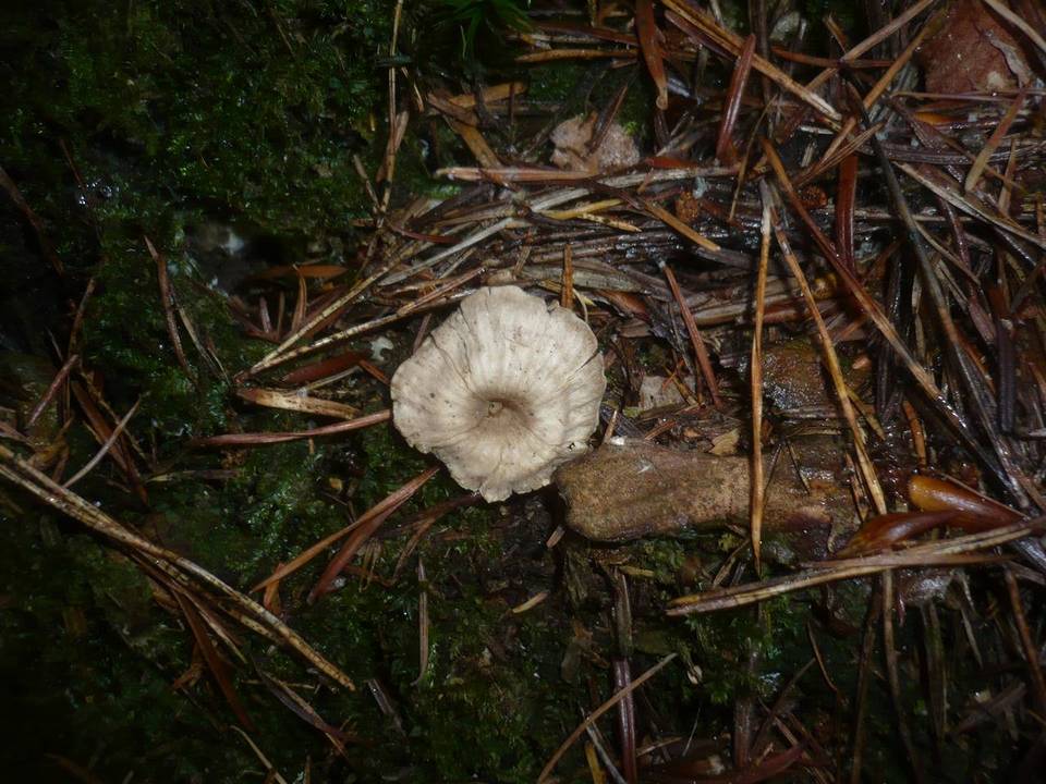 Rhodocybe parilis image