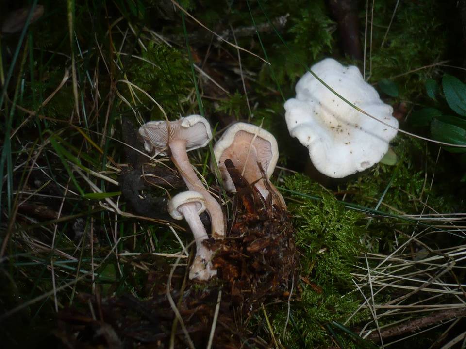 Ripartites albidoincarnatus image