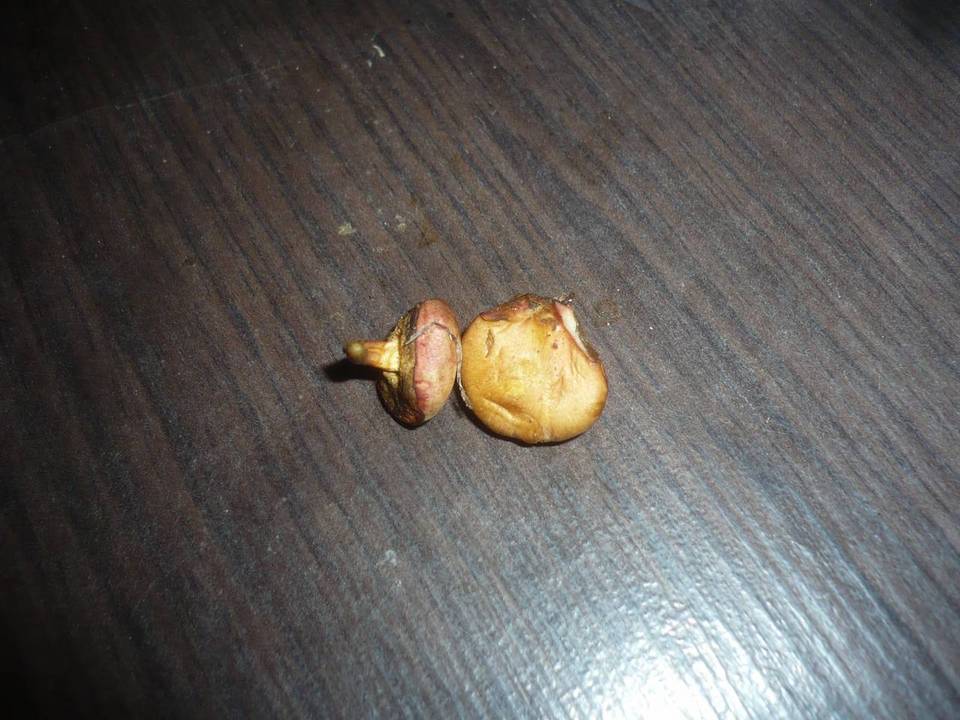Chalciporus pseudorubinus image