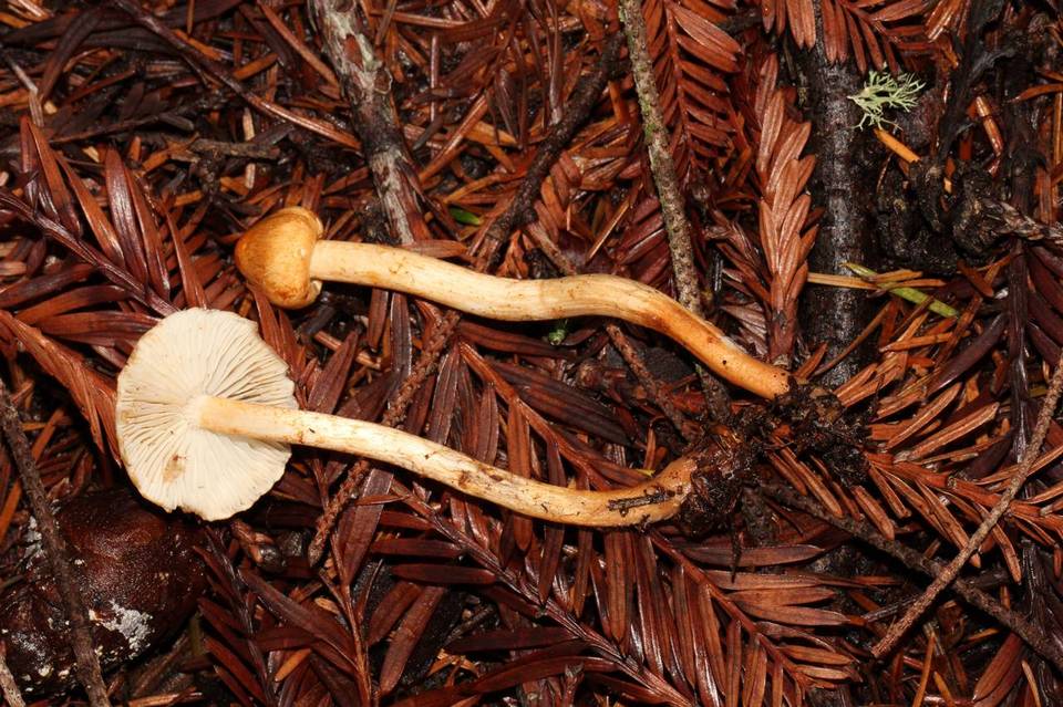 Tricholoma aurantio-olivaceum image