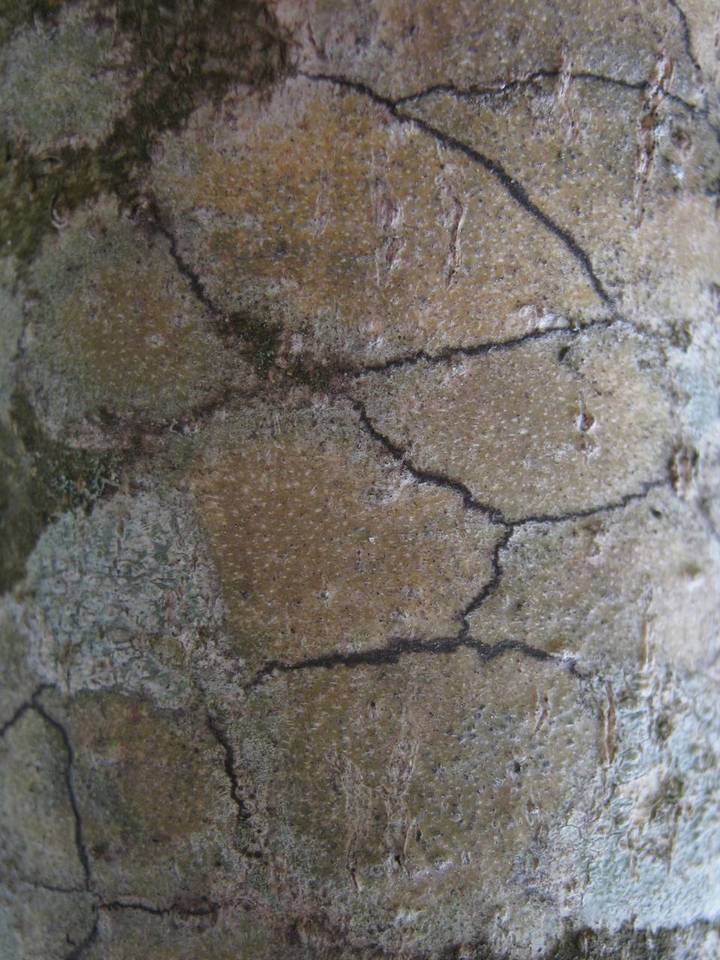 Pyrenula chlorospila image