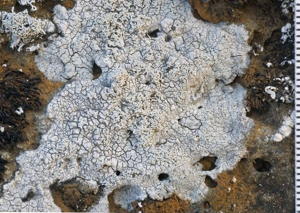 Pertusaria corallina image