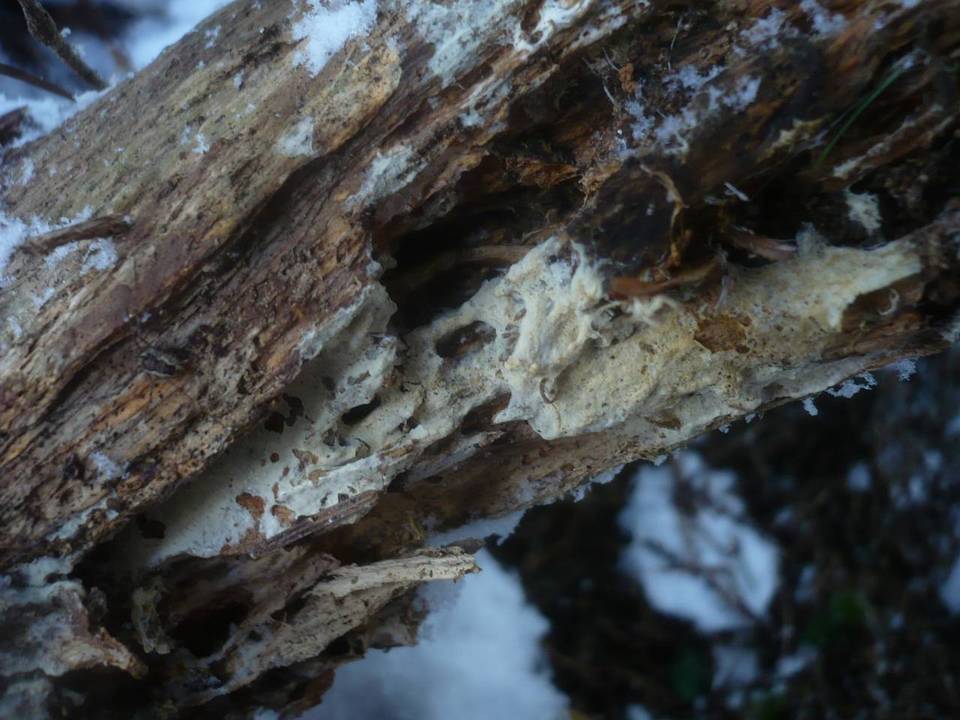 Amphinema byssoides image