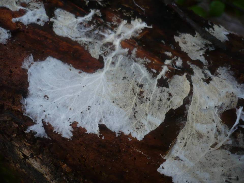 Trechispora cohaerens image