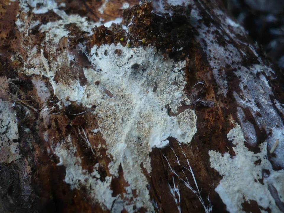 Trechispora cohaerens image