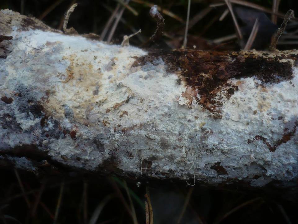 Vararia ochroleuca image