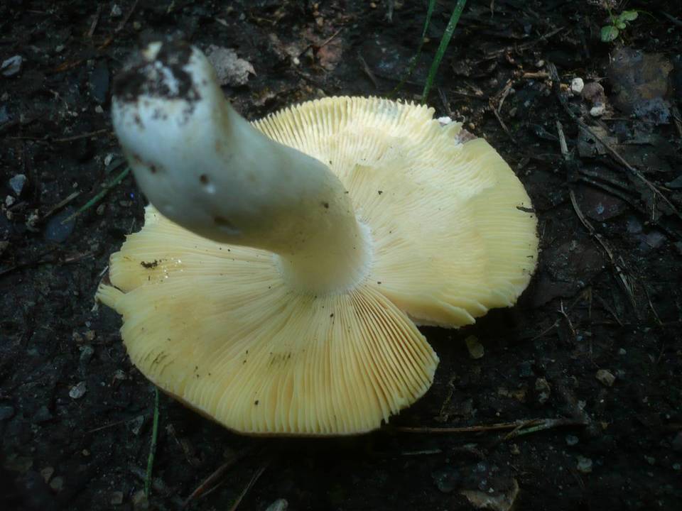 Russula carpini image