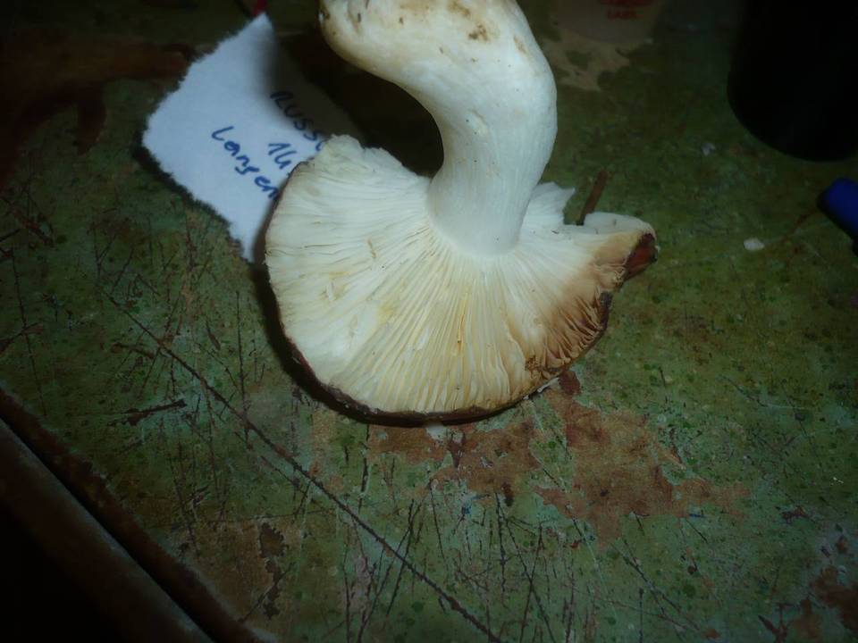 Russula adulterina image