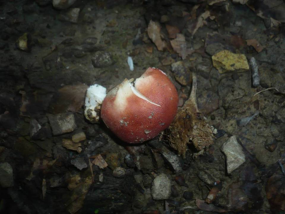 Russula melzeri image