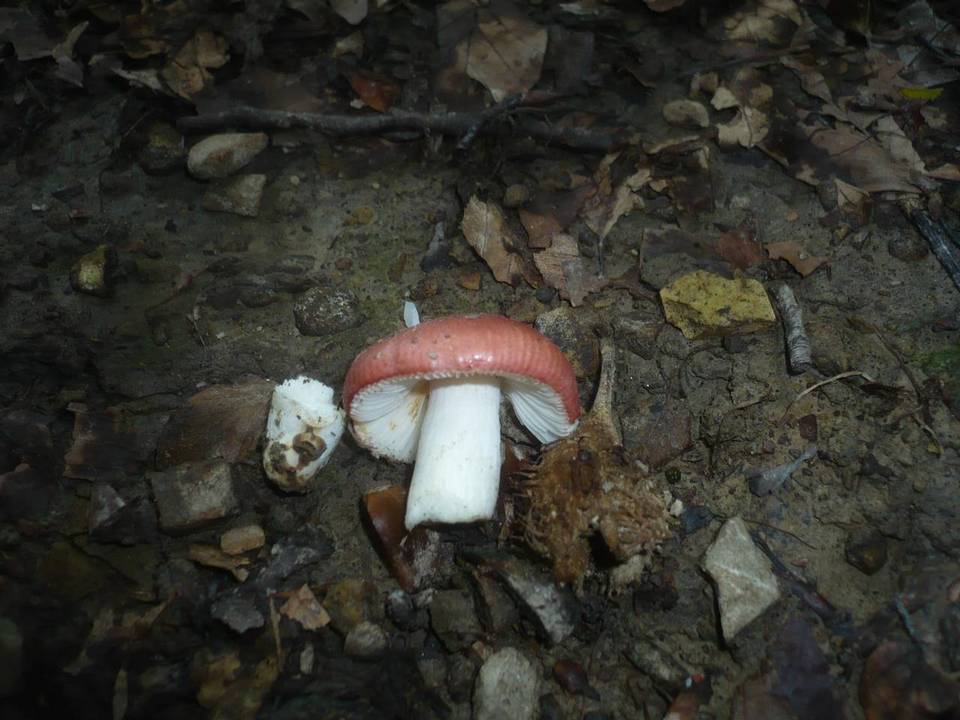 Russula melzeri image