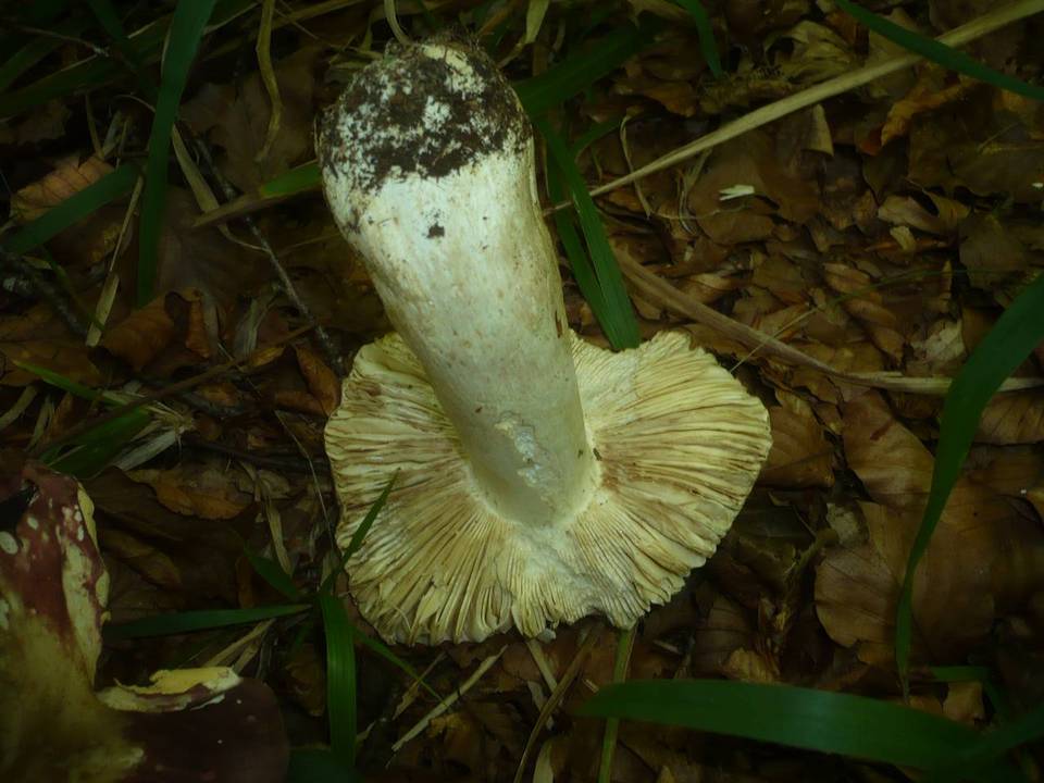 Russula faginea image